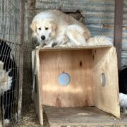 Θεσσαλονίκη: Έλεγχοι σε οικία και οικόπεδο μετά από καταγεγλίες για δεσποζόμενα ζώα συντροφιάς                                                                                                                                                         180x180