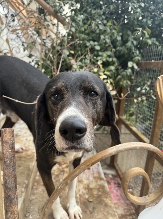 Θεσσαλονίκη: Έλεγχοι σε οικία και οικόπεδο μετά από καταγεγλίες για δεσποζόμενα ζώα συντροφιάς                                                                                                                                                         3