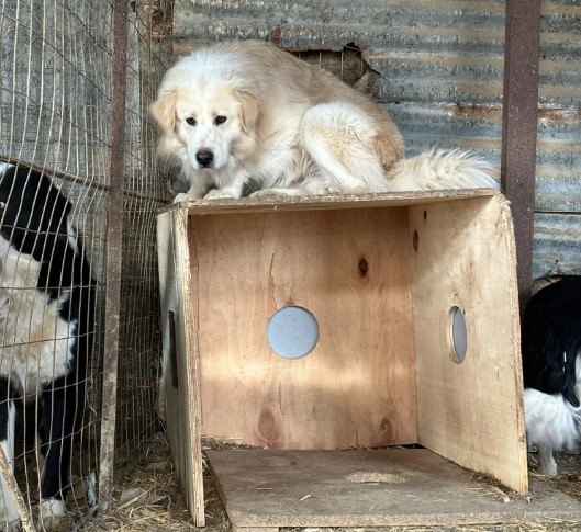 Θεσσαλονίκη: Έλεγχοι σε οικία και οικόπεδο μετά από καταγεγλίες για δεσποζόμενα ζώα συντροφιάς