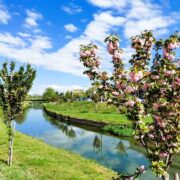 70 ανθισμένες κερασιές ομορφαίνουν τα Τρίκαλα 70                                                                                  180x180