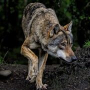 Ευρυτανία: Εφαρμογή πιλοτικού προγράμματος προστασίας κοπαδιών από επιθέσεις λύκου lykos 180x180