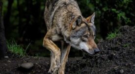 Ευρυτανία: Εφαρμογή πιλοτικού προγράμματος προστασίας κοπαδιών από επιθέσεις λύκου lykos 275x150