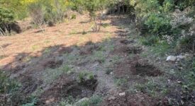 Εντοπίστηκε φυτεία με πάνω από 1.000 δενδρύλλια κάνναβης σε δασική περιοχή της Εύβοιας ezgif 4 f385529177 275x150
