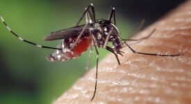 ΕΟΔΥ: Προφυλαχθείτε από τα κουνούπια και τον ιό του Δυτικού Νείλου kounoupi 275x150