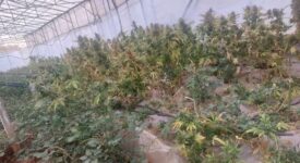 Συνελήφθησαν καλλιεργητές ναρκωτικών στα Χανιά ezgif 3 9e0e296ad5 275x150