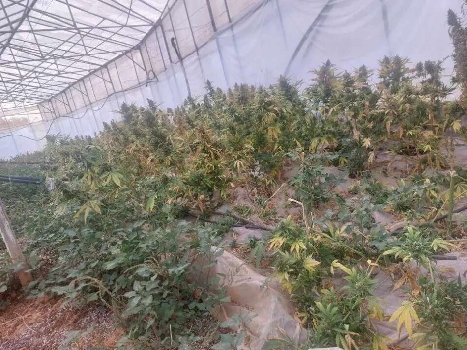 Συνελήφθησαν καλλιεργητές ναρκωτικών στα Χανιά  Συνελήφθησαν καλλιεργητές ναρκωτικών στα Χανιά ezgif 3 9e0e296ad5 950x713