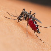 ΕΟΔΥ: Προφυλαχθείτε από τα κουνούπια και τον ιό του Δυτικού Νείλου  ΕΟΔΥ: Προφυλαχθείτε από τα κουνούπια και τον ιό του Δυτικού Νείλου kounoupi 180x180