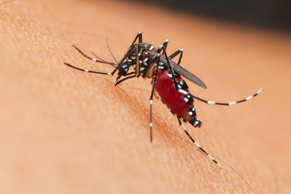 ΕΟΔΥ: Προφυλαχθείτε από τα κουνούπια και τον ιό του Δυτικού Νείλου kounoupi