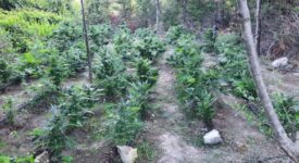 Συνελήφθησαν καλλιεργητές ναρκωτικών στην Κρήτη  Συνελήφθησαν καλλιεργητές ναρκωτικών στην Κρήτη 02072024nark 1 275x150